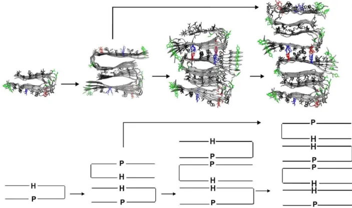 Figure 6. Lateral growth mechanism in the formation of a multiple layer protofibril.