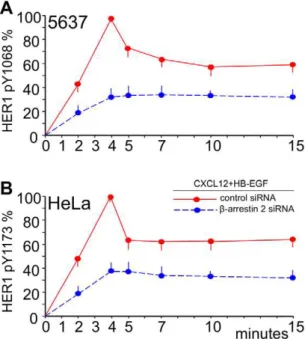 Figure 3 shows a time-course of HER1 phosphorylation at Y1068 in HeLa (Figure 3A) and at Y1173 in 5637 (Figure 3B) cells after three different stimuli: 1) CXCL12 alone or 2) HB-EGF alone or 3) CXCL12 followed by stimulation with HB-EGF.