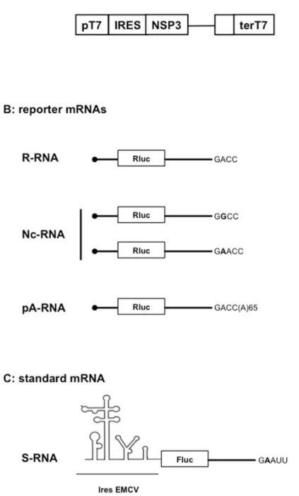 Fig 1. Schematic representation of the NSP3 cytoplasmic-expression vector (A), reporter mRNA (B) and standard mRNA (C) used