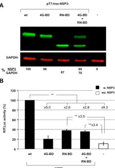 Fig 4. The importance of the NSP3 eIF4G- and RNA-binding domains. A: Expression of wild type or mutated NSP3