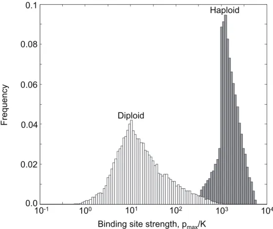 Figure 4. Evolution of autoregulatory binding sites. Distribution of binding site strength achieved in evolutionary simulations for haploids (gray) and diploids (white)