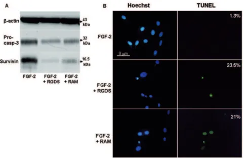 Figure 4. RGDS and RAM effect on apoptosis in human melanoma cells. (A) Apoptosis was confirmed by western blotting to detect pro- pro-caspase 3 cleavage and survivin expression after RGDS and RAM treatment, in collagen IV seeded cells