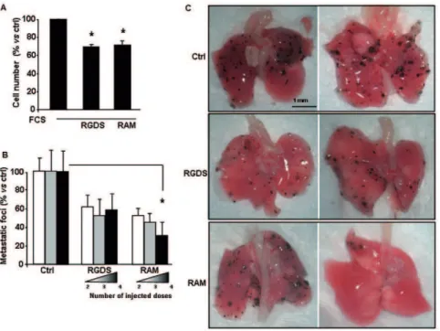Figure 7. In vitro proliferation of B16F10 and i n vivo experiments. (A) In vitro proliferation of mouse melanoma cell line (B16F10) seeded onto collagen IV in the presence of serum, was significantly inhibited by RGDS or RAM (500 mg/ml)