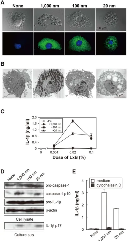 Figure  1.    Morphological  change  and  IL-1β  production  of  BMDM  after  stimulation  with  size-defined  LxB