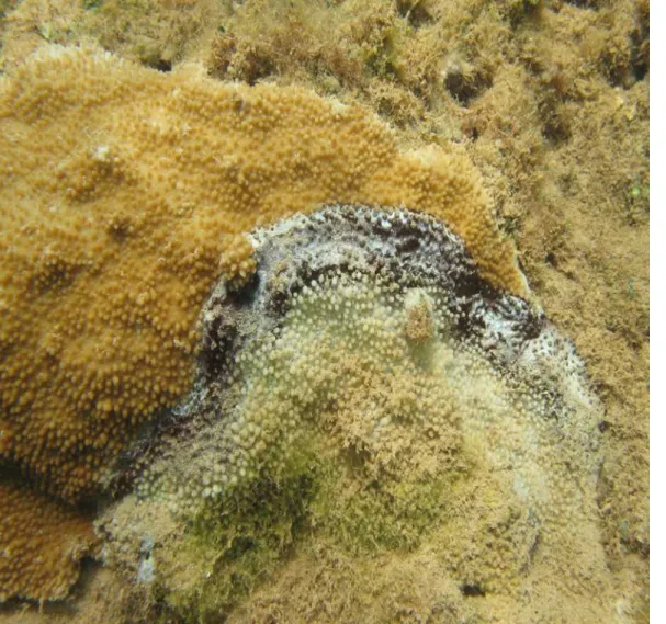 Fig 1. Montipora capitata colony with signs of black band disease.