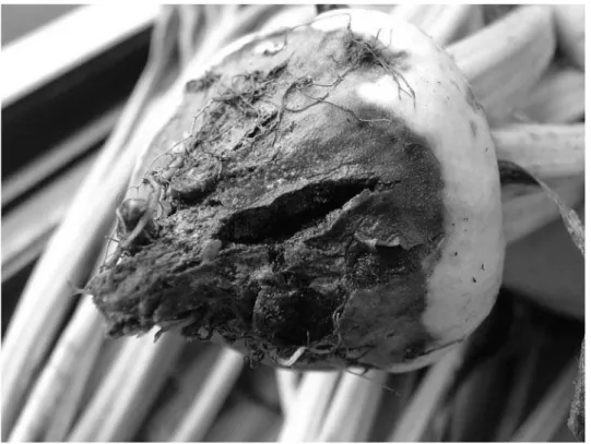 Figure 6. Multinucleate Rhizoctonia sp.: Necrosis and splitting on sugar beet roots