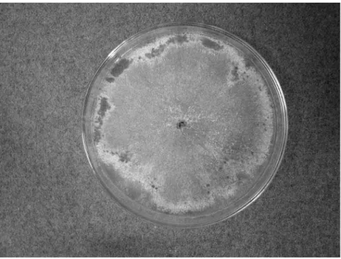 Figure 2. Multinucleate Rhizoctonia sp.: Sclerotia on colony edge on PDA