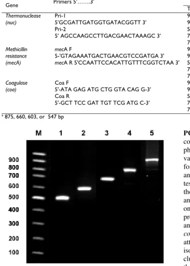 Table 2: Oligonucleotide primer pairs and PCR running conditions used for S. aureus 