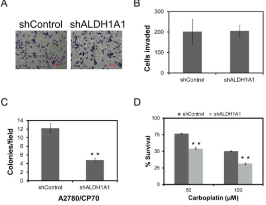 Table 1. The human Cancer Drug Resistance &amp; Cell Cycle RT 2 Profiler PCR Array results were compared between ALDH1A1 knockdown and controls.