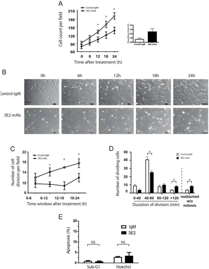 Figure 5. 3E2 antibody inhibits endothelial cell proliferation. HMEC-1 cells are tracked by videomicroscopy up to 24 h after treatment by 3E2 or isotypic control