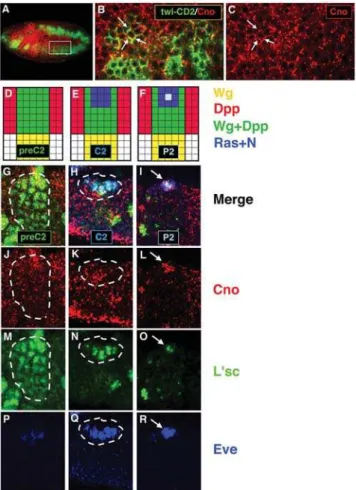 Figure 1. Cno is expressed in the mesoderm throughout progenitor specification. (A) Confocal immunofluorescence showing a lateral view of a late stage 10 embryo