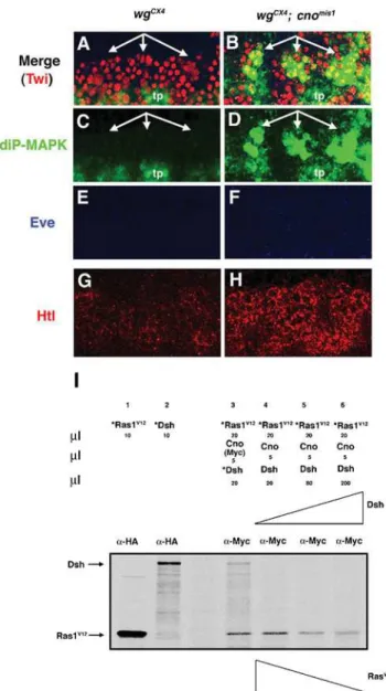 Figure 6. Overexpression of Cno leads to the stabilization of Dsh and N close to the membranes of Eve + interacting cells