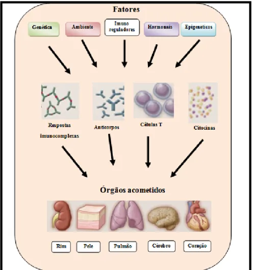 Figura  1  -  Resposta  imunocomplexa  e  multifatorial  do  lúpus  eritematoso  sistêmico  associada  com  fatores  genéticos,  ambientais,  hormonais,  epigenéticos  e  imunes