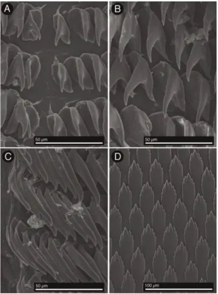 Figure 4 Berthella schroedeli sp. nov., SEM images (LACM 3327). (A) Radular teeth, central portion of the radula; (B) Outermost radular teeth; (C) Lateral teeth, middle portion of the half row; (D) Detail of the jaw platelets.
