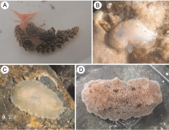 Figure 1 Species of heterobranch sea slugs found near Caldera, Atacama region, northern Chile (all specimens photographed in situ)