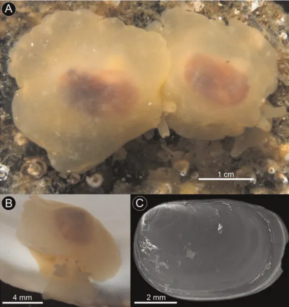 Figure 3 Berthella schroedeli sp. nov. (A) Specimens photographed in situ, under rocks at low tide, Aguas Verdes; (B) Detail of specimen showing the eyes; (C) SEM image of shell (LACM 3327).