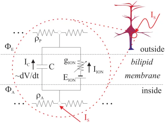 Figure 1. Excitability model template : The equivalent circuit represents the simplified electro-dynamics of an excitable membrane.