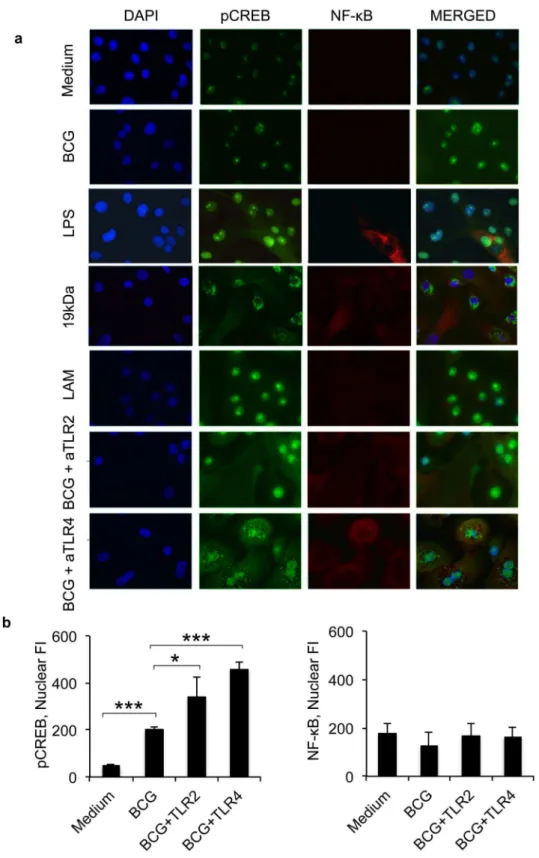 Figure 5. TLR4 blocking results in cytoplasmic CREB aggregation. Mycobacterial modulation of TLR signalling pathways was confirmed by immuno-fluorescence staining of pCREB and NF-kB expression in primary epithelial cells