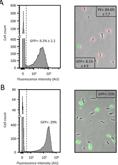 Fig 5. Specific detection of E . coli TD2158 with the phagosensor HK620::PrrnB-gfp. Co-cultures of E.