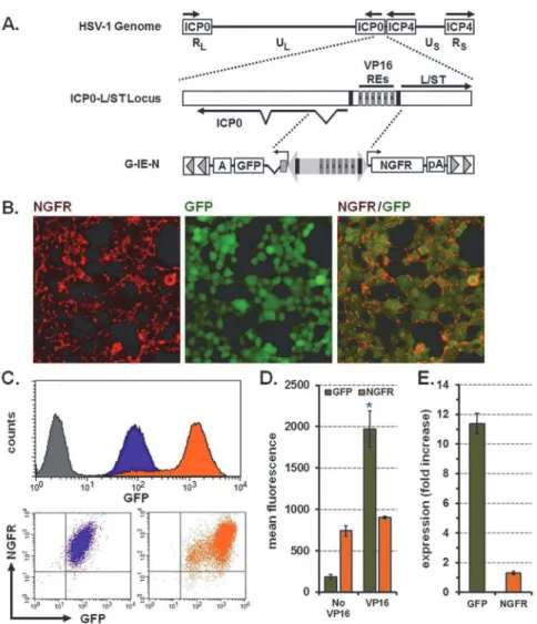 Fig 4. The HSV-1 IE promoter provides coordinate and constitutive expression of two genes and can be induced by VP16