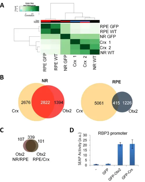 Figure 5. Otx2 and Crx redundancy in the neuroretina. A. Heatmap and dendrogram representation of Diffbind clustering of the indicated ChIP-seq experiments