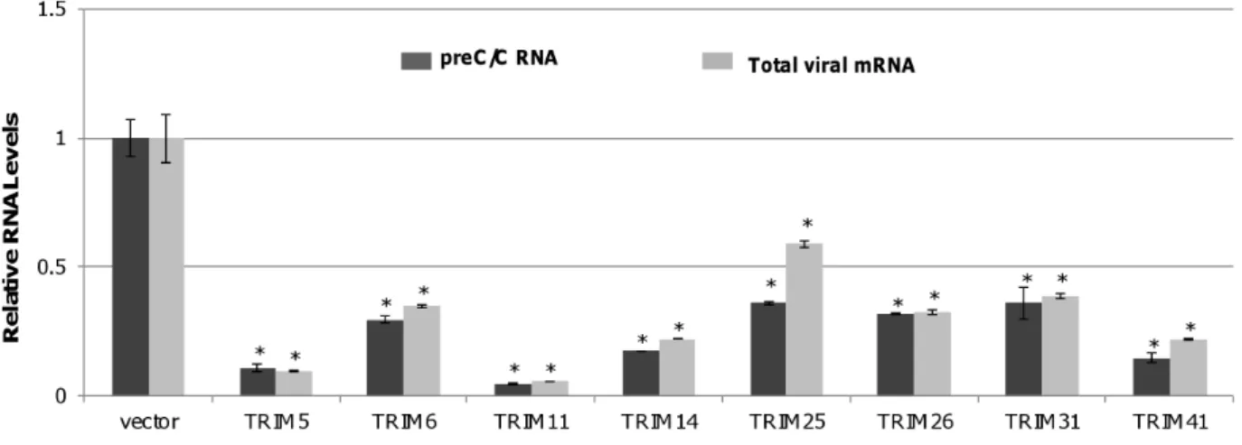 Figure 2. Eight TRIM proteins can efficiently reduce the amount of HBV mRNA in HepG2 cells