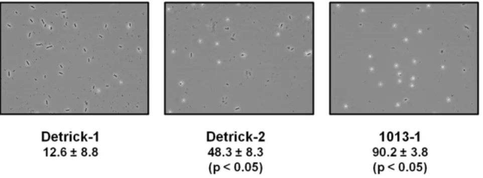 Figure 8. Multiple alignment of Spo0F protein sequences. The predicted protein sequences of Spo0F from multiple Bacillus species were aligned using ClustalW