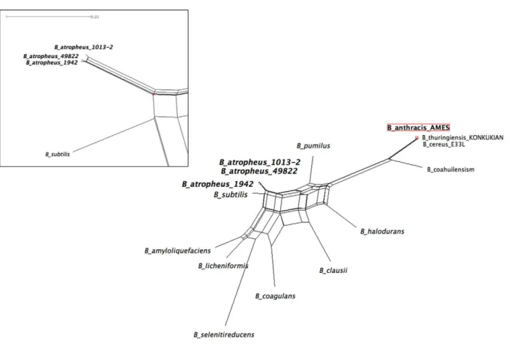 Figure 3. Identification of B. subtilis as nearest-neighbor to B. atrophaeus var. globigii by whole-genome phylogenetic analysis of Bacillus genomes