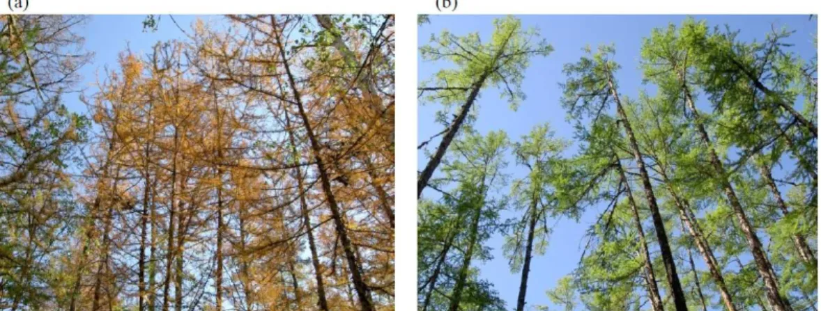 Fig. 1. Larch trees at the areas of yellowing and browning larch trees (YBL): (a) and normal larch trees (NL): (b) in 2007.