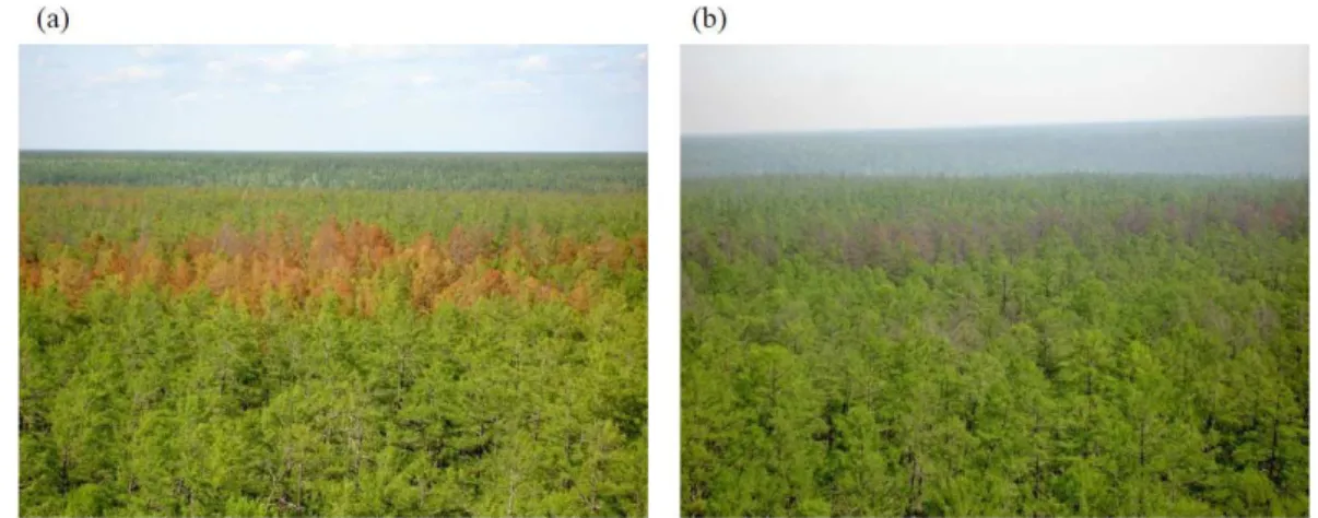 Fig. 6. Tree crown of larch forest in 2007: (a) and in 2008: (b).