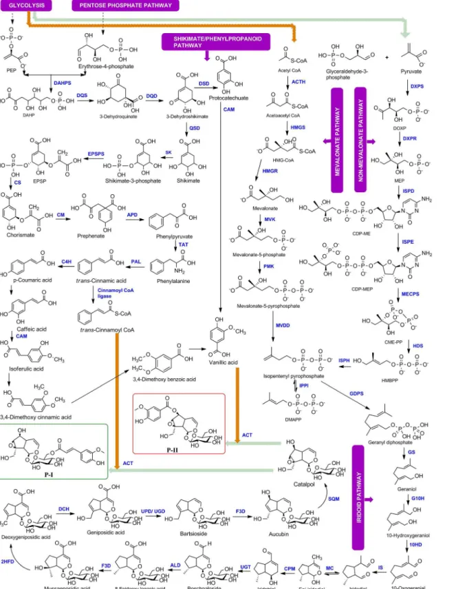 Fig 1. Complete biosynthetic pathway for Picroside-I and Picroside-II of Picrorhiza kurroa 