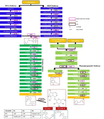 Fig 3. Expression status of all genes depicted as fold increase, for P-I and P-II biosynthetic pathways in Picrorhiza kurroa: MVA and MEP pathway genes data from Pandit et al
