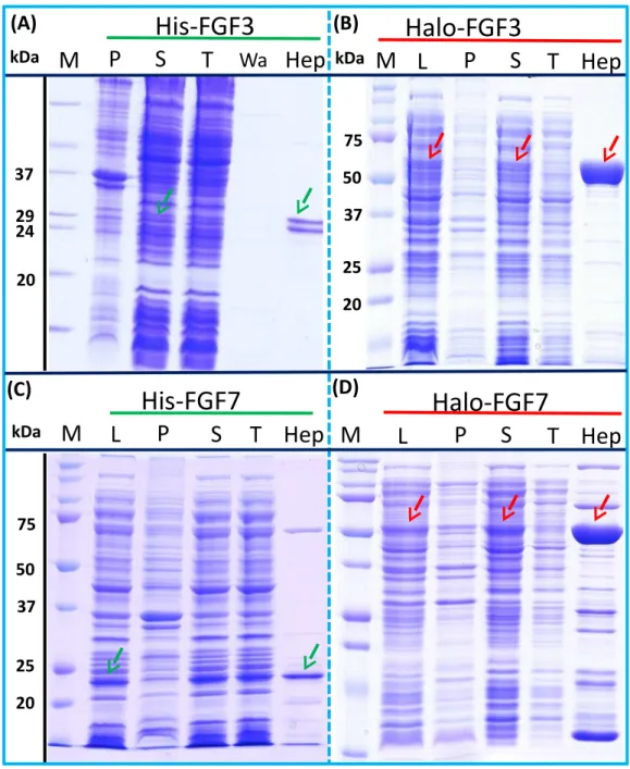 Figure 3 Expression and heparin binding-affinity chromatography of His-FGF3, His-FGF7, Halo- Halo-FGF3 and Halo-FGF7
