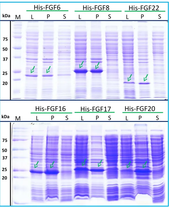 Figure 4 Expression test of His-FGF6, His-FGF8, His-FGF22, His-FGF17, His-FGF16 and His- His-FGF20