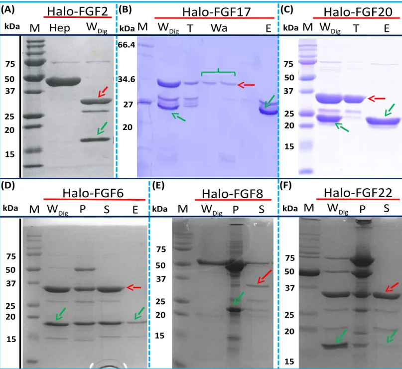 Figure 7 Cleavage of Halo-FGFs by TEV and purification. The eluates of Halo-FGF2, Halo-FGF17, Halo-FGF6, Halo-FGF8 and Halo-FGF22 from heparin-affinity chromatography and the Halo-FGF20 purified by heparin and ion-exchange chromatography were digested by T