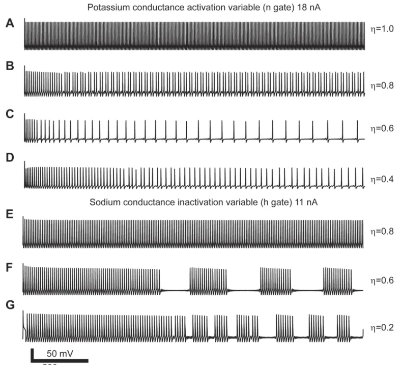 Fig 3. Action potential spiking patterns due to power-law conductances in response to constant current input