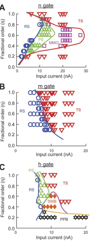 Fig 5. Phase transition diagrams of the spiking patterns generated by the Hodgkin-Huxley model with power-law behaving conductances