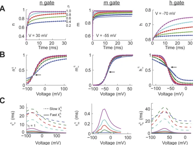 Fig 1. Power-law dynamics of individual Hodgkin-Huxley gating variables. (A) The response of the individual gating variables (n, m, and h) using the analytical (solid) and numerical (dotted) solutions to an identical voltage command (30 mV for n, -55 mV fo