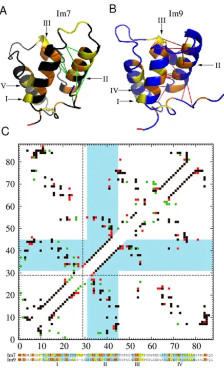 Fig 7. Local native contact density of Helix II is lower in Im7 than in Im9. (A) and (B) are the PDB structures shown with the color code in Fig 1 and depicted in a different orientation to highlight the native contacts of Helix II