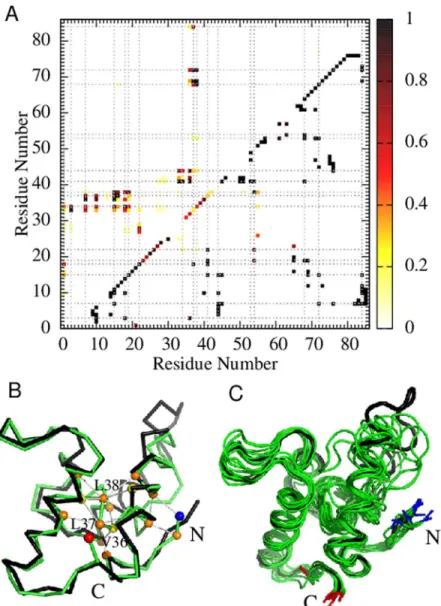 Fig 5. Structural properties of the simulated Im7 folding intermediate in the db+MJh ϕ model