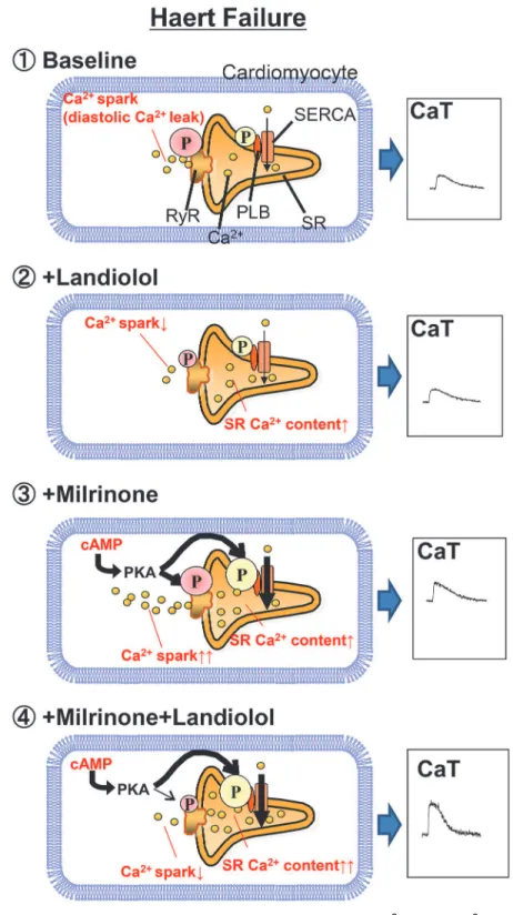 Figure 7. Proposed mechanism of inhibition of milrinone-induced Ca 2+ sparks (Ca 2+ leakage) from the sarcoplasmic reticulum.