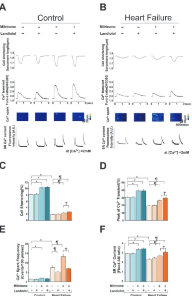 Figure 3. Effect of milrinone or landiolol on cell shortening, Ca 2+ transient, Ca 2+ spark, and