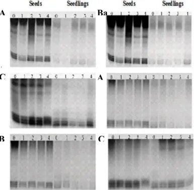 Figure  2.  Electrophoretic  pattern  obtained  with  esterase  isoenzyme  system  (EST)  on  high  and  low  quality  lots,  after  coating  with  different  doses  of  ZnSO 4 