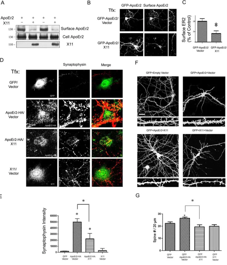 Figure 8. X11 a decreases cell surface ApoEr2 and inhibits ApoEr2- induced synapse and dendritic spine formation