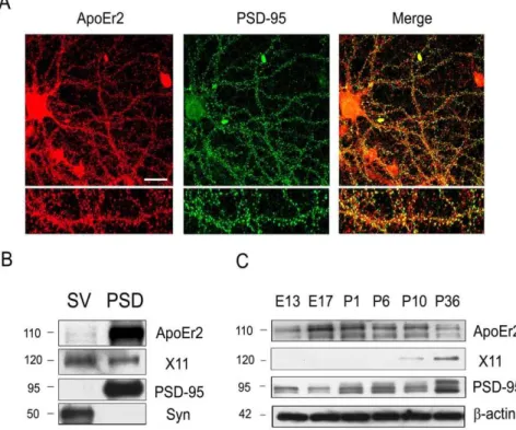Figure 1. ApoEr2 is expressed at synapses. A. Primary hippocampal neurons at DIV 14 were immunostained for ApoEr2 and PSD-95