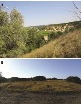 Fig.  3.  Concheiro de Arapouco: A) vista para o rio Sado,  B) área de dispersão do concheiro