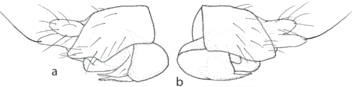 Fig. 4. Megaselia folliculorum male hypopygium. a, right face; b, left face. Scale bar = 0.1 mm.