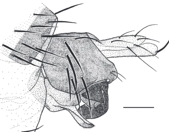 Fig. 8.  Megaselia pleuralis  male, left face of hypopygium. Scale bar = 0.1 mm.