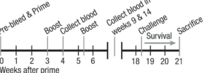 Fig 1. Mouse model of pneumococcal vaccination and infectious challenge. 2–3 month old mice were bled, and serum was collected prior to initial priming with Prevnar-13 on week 0