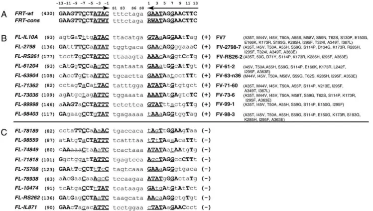 Figure 1. FRT (A), successful FRT -like sequences (B) and unsuccessful FRT -like sequences (C)